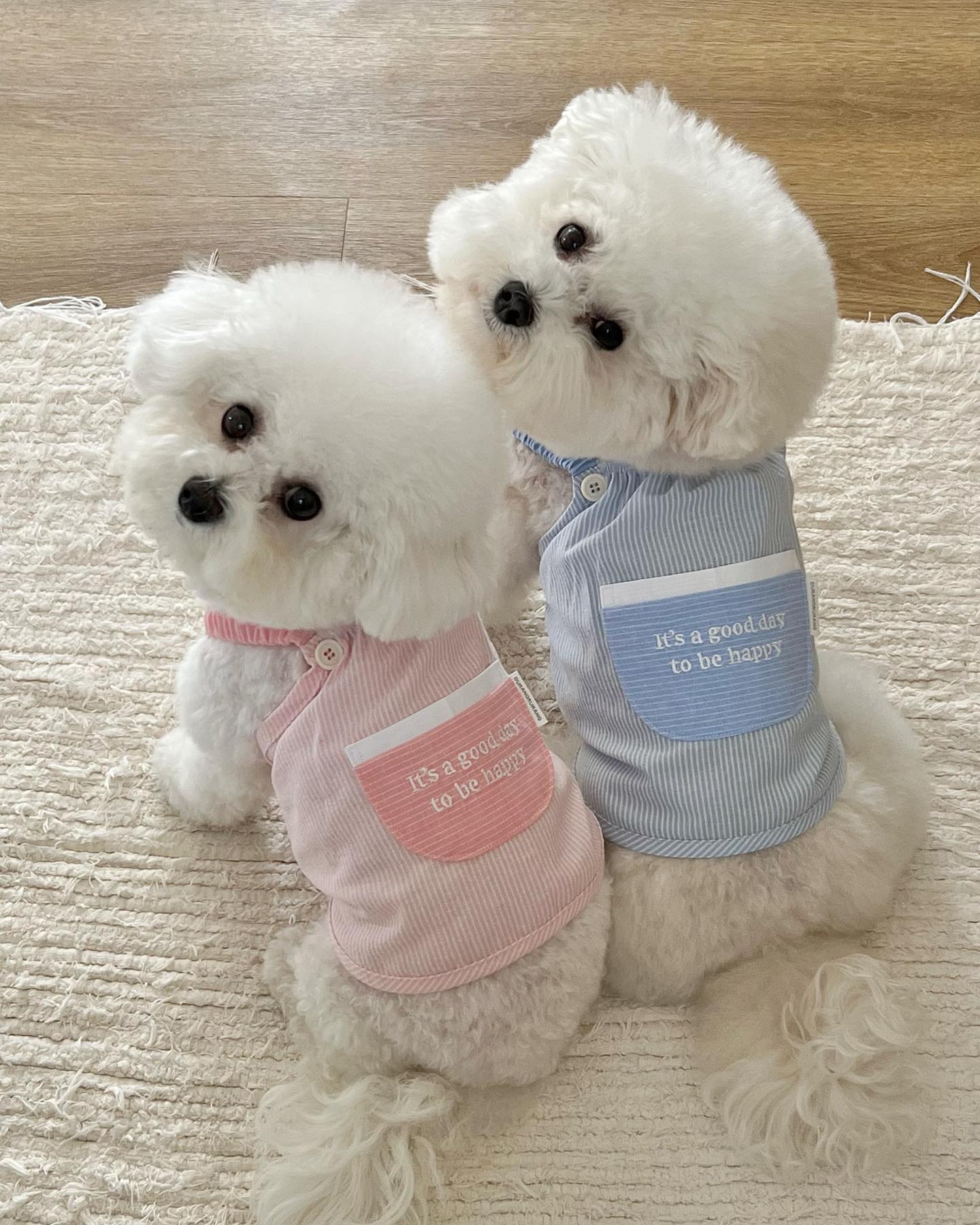 모푸모푸 스튜디오 웹사이트 미리보기